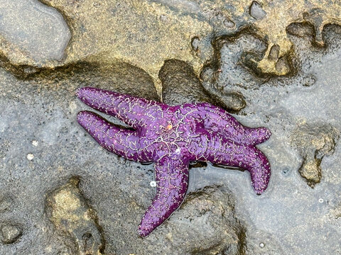 Overhead view of a Purple Starfish on a rocky beach at low tide, Gulf Islands, British Columbia, Canada
