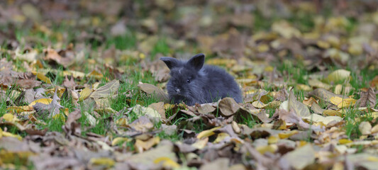 funny fluffy rabbit on autumn leaves