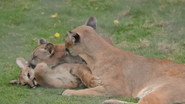 Puma Mother playing with her Cubs. Mountain Lion or Cougar mom with young cubs.