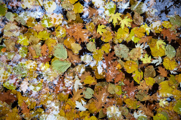 Autumn yellow leaves lie on the water in the garden pond