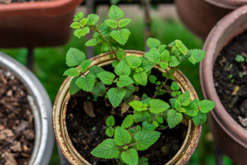 Close-up of a mint plant growing in a rustic pot, ideal for themes on gardening, herbs, and natural remedies.