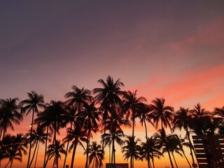 Obraz premium sunset in the palm