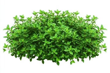 Fototapeta premium Fresh Thyme Herb Bunch on White Background