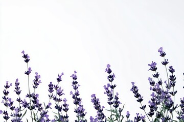 Naklejka premium Fresh Lavender Sprigs Against a Soft Background