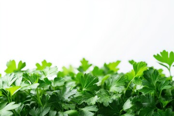 Fresh Green Parsley Leaves Against White Background