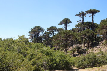 Beautiful landscape of patagonia argentina