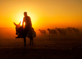 Sunset Shepherd.1