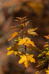 Autumn colors - leaf