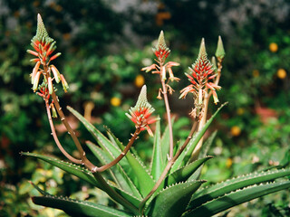 film picture of flowers in bloom in Boboli Gardens, Florence, Italy