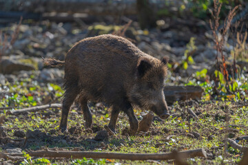 Pig running in the woods