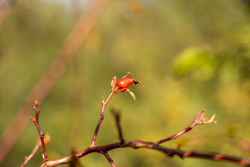 There is a red berry on the branch. Green branch with leaves. Red rosehip.