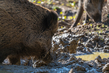 Wild pig throwing some mud 