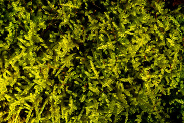Green Moss in autumn sun