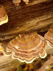 Fungo su tronco in decomposizione