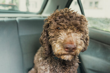 A playful brown curly-coated dog sitting in the backseat of a car on a sunny day, ready for an adventure