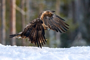 Golden eagle (Aquila chrysaetos)