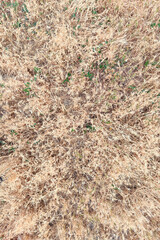 Dried grass, top view. Dry grass texture background. The concept of a dry summer, lack of rain.