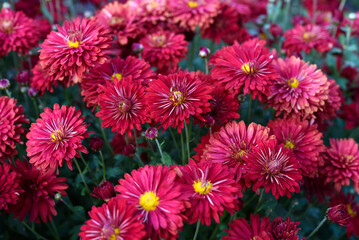 Bright red chrysanthemum. A beautiful chrysanthemum flower bush.
