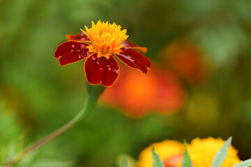 Flowers Marigolds. Side view. High resolution photo. Selective focus.