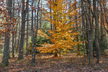 autumn walk in  the woodsof pearl hill