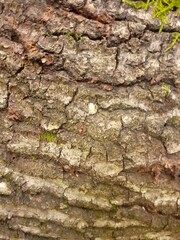Corteccia d'albero, primo piano