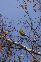 Elegant yellowhammer nestled among branches, highlighting its vivid yellow and brown plumage. A captivating snapshot of this charming songbird in its natural woodland habitat.
