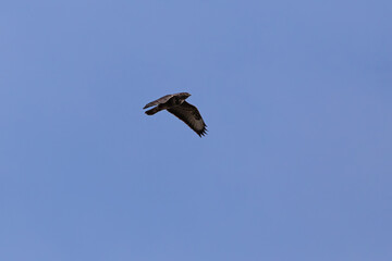 Majestic common buzzard soaring against a clear blue sky, wings spread wide in a powerful display of freedom and grace. A captivating shot of this impressive raptor in flight.