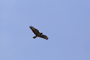Majestic common buzzard soaring against a clear blue sky, wings spread wide in a powerful display of freedom and grace. A captivating shot of this impressive raptor in flight.