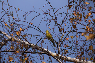 Elegant yellowhammer nestled among branches, highlighting its vivid yellow and brown plumage. A captivating snapshot of this charming songbird in its natural woodland habitat.