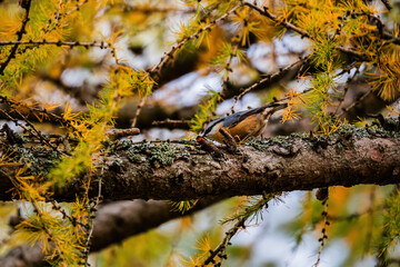 Charming Eurasian nuthatch perched among branches, showcasing its agile stance and distinct blue-grey plumage. A delightful glimpse of woodland life and natural beauty.