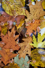 Autumn yellow leaves lie on the water in the garden pond
