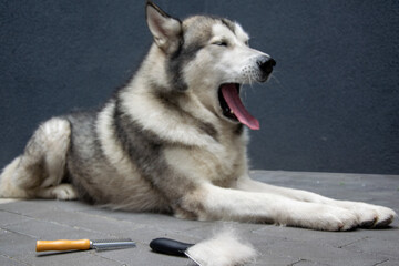 The Alaskan Malamute relaxes on a paved surface, yawning widely with a grooming brush and clumps of fur nearby, suggesting a recent grooming session
