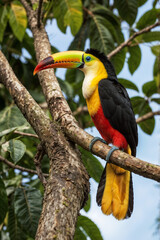 Obraz premium Beautiful colorful toucan bird (Ramphastos toco) sitting on a branch in natural habitat, bird world, banner.