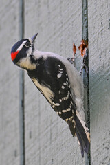 A Downy Woodpecker (Dryobates pubescens) searches for food in the wood siding of an Alaska house.