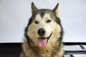 Alaskan Malamute, with its thick coat and bright eyes, happily displays its playful personality while posing indoors. The backdrop highlights the dogs charm and warmth
