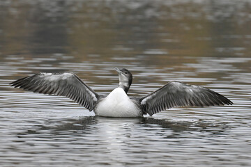 A Common Loon (Gavia immer) stretches its wings on a remote Alaska lake.