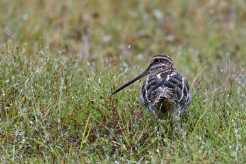 A migratory Wilson's Snipe (Gallinago delicata) treads through lakeside grass in search of a meal.