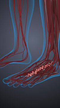 The concept of human varicose veins in feet's