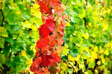 Blätter in Herbstfarben