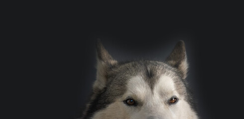 A Siberian Husky gazes intently into the distance, its striking eyes and thick fur showcased against a dark background
