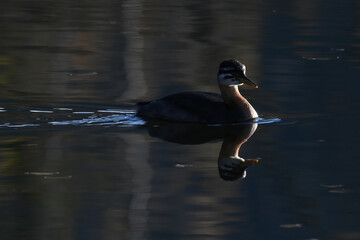 A juvenile Red-necked Grebe (Podiceps grisegena) swims around Alaska's Reflections Lake.