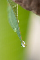 water drops on a leaf