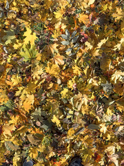 Background from yellow autumn leaves on a sunny day. Autumn background of golden foliage.