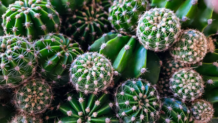 Fototapeta premium Top view of some cacti Echinopsis of different sizes, horizontal format. Prickly beauty.