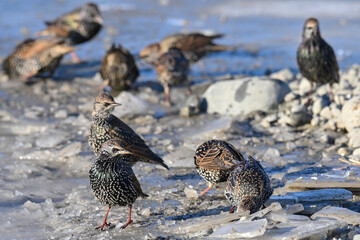 A small flock of European Starlings (Sturnus vulgaris) search for water among ice chunks.