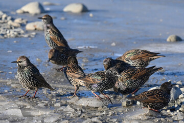 A small flock of European Starlings (Sturnus vulgaris) search for water among ice chunks.
