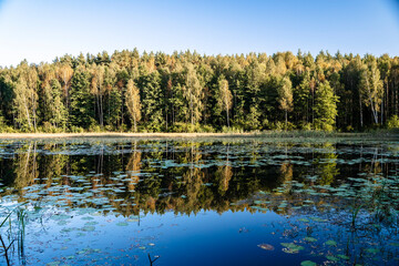 Serene Forest Lake. Lake in a coniferous European forest. Northern nature.