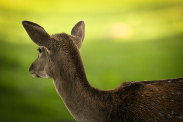 A doe on a green pasture