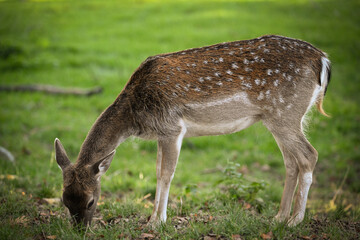 white deer