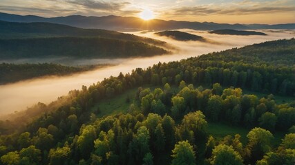 Obraz premium Flight over pine forest against beautiful sunrise, 4k